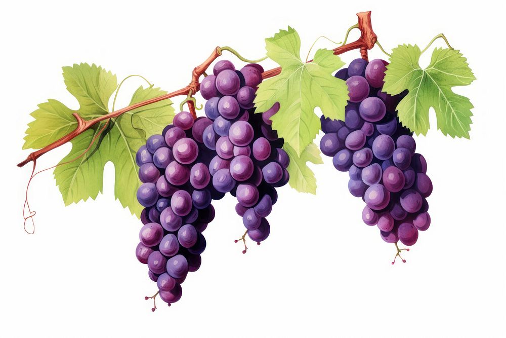 Vineyard grapes fruit plant. AI generated Image by rawpixel.