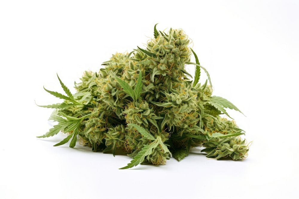 Cannabis bud plant herbs leaf. AI generated Image by rawpixel.