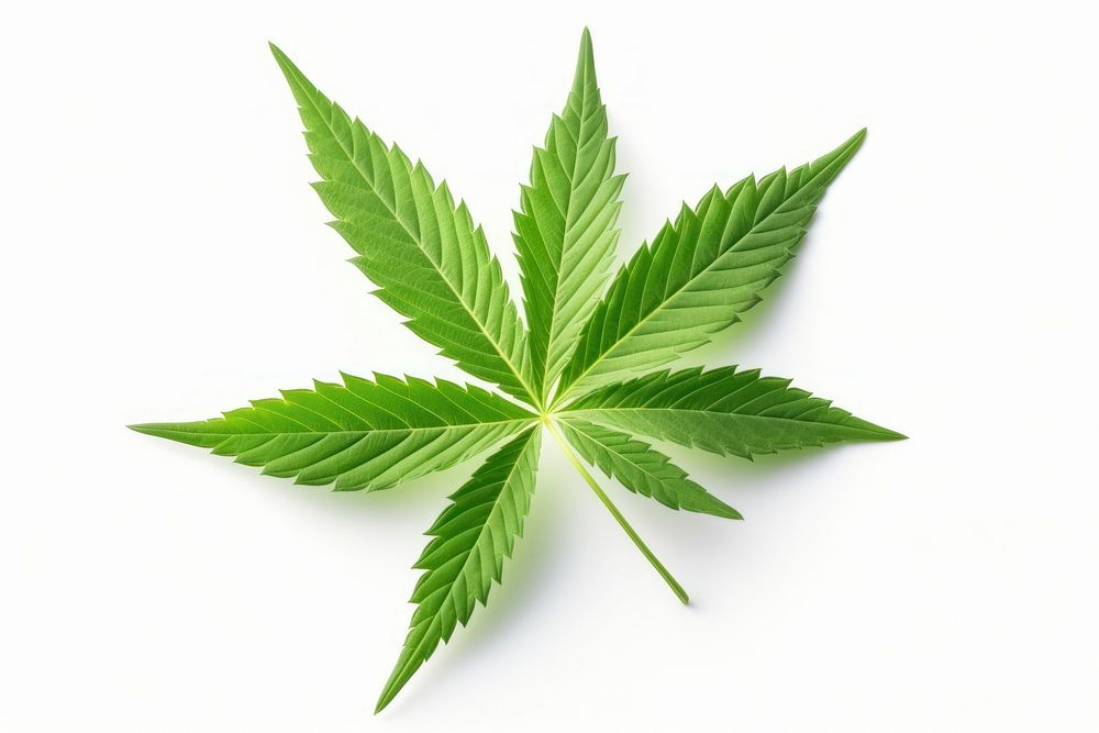 Cannabis leaf plant herbs white background. AI generated Image by rawpixel.