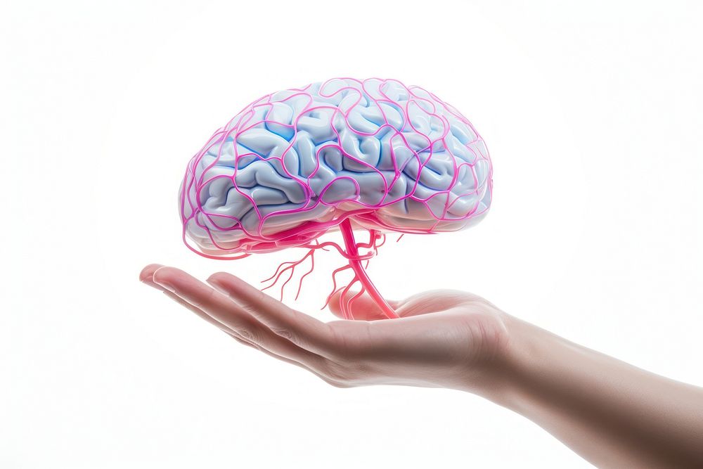 Adult brain hand white background. AI generated Image by rawpixel.