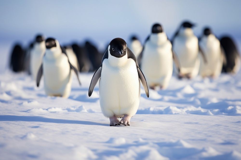 Penguins animal bird snow. AI generated Image by rawpixel.