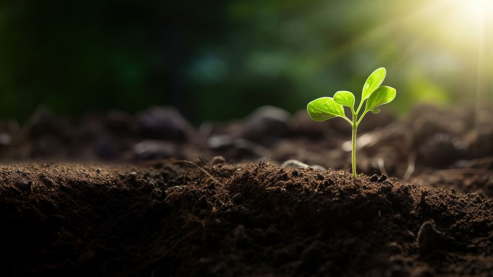 1 seedling ground background. AI | Premium Photo - rawpixel