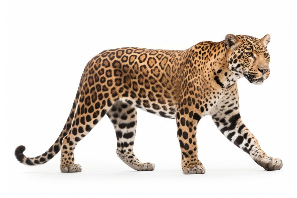 Jaguar wildlife leopard animal. AI generated Image by rawpixel.