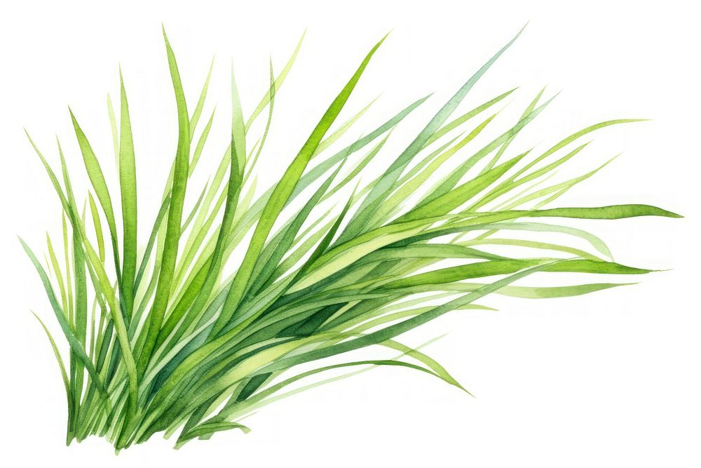 Grass plant green white background. AI generated Image by rawpixel.