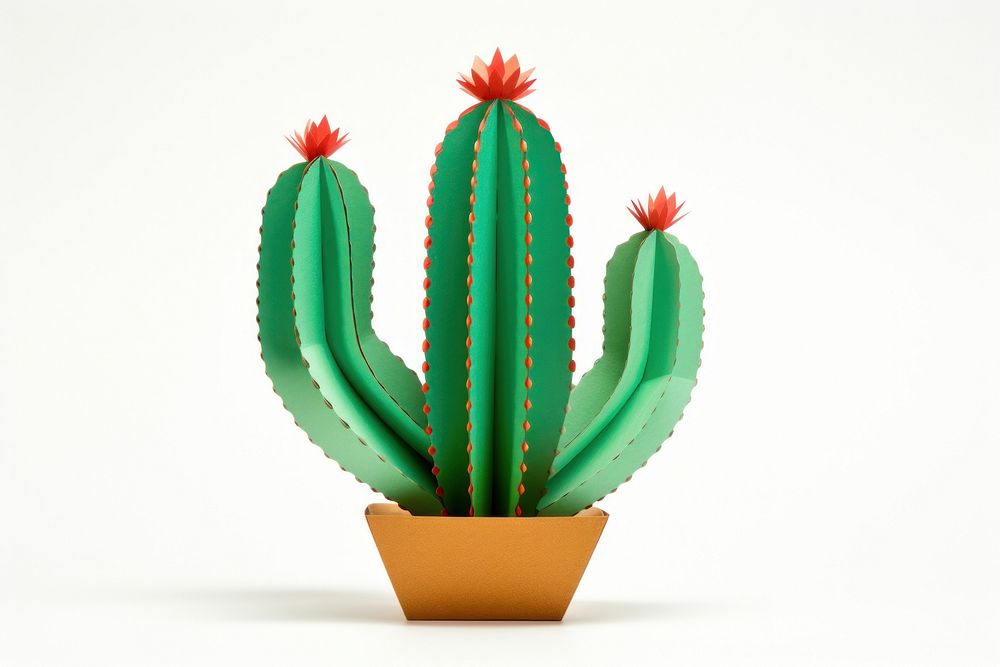 Cactus plant white background houseplant. 