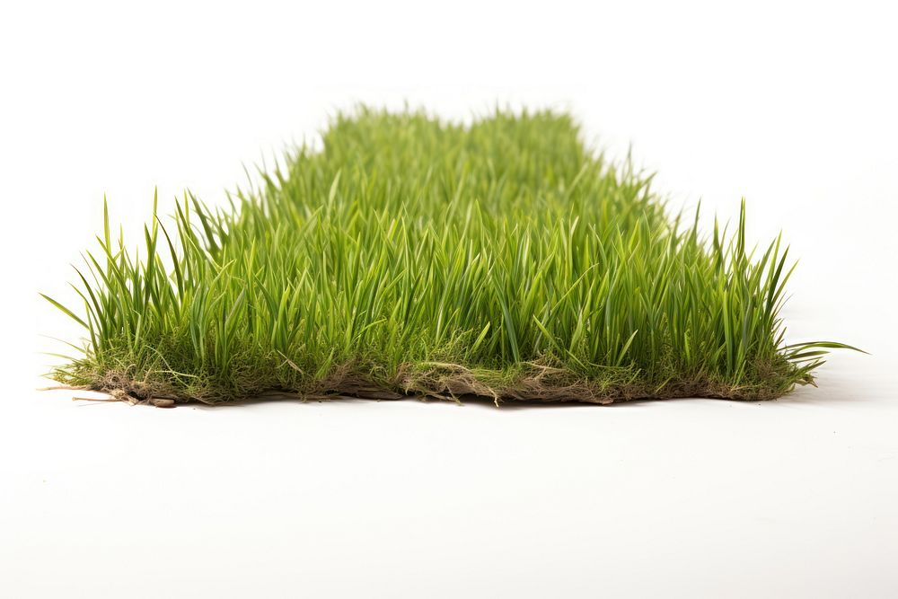 Grass plant field soil. AI generated Image by rawpixel.