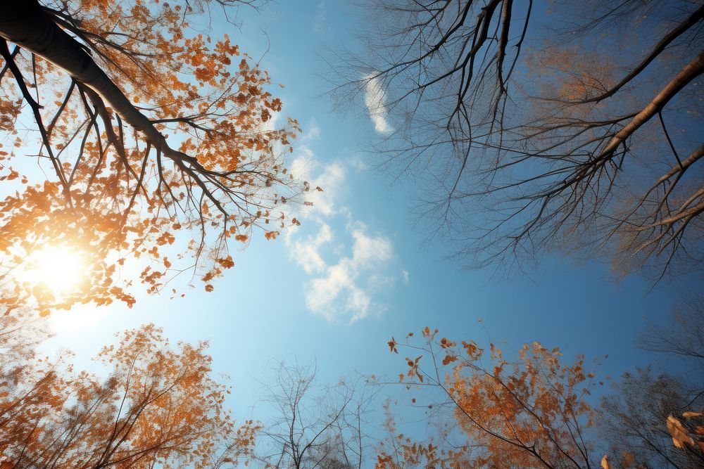 Sky dry autumn landscape sunlight outdoors. 