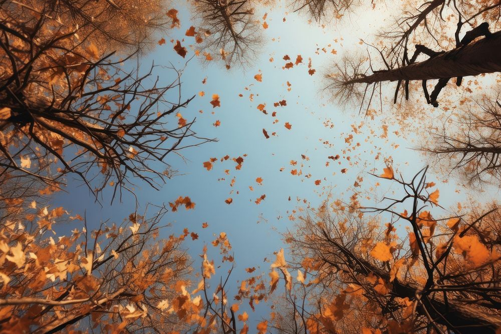 Sky dry autumn sunlight outdoors woodland. AI generated Image by rawpixel.