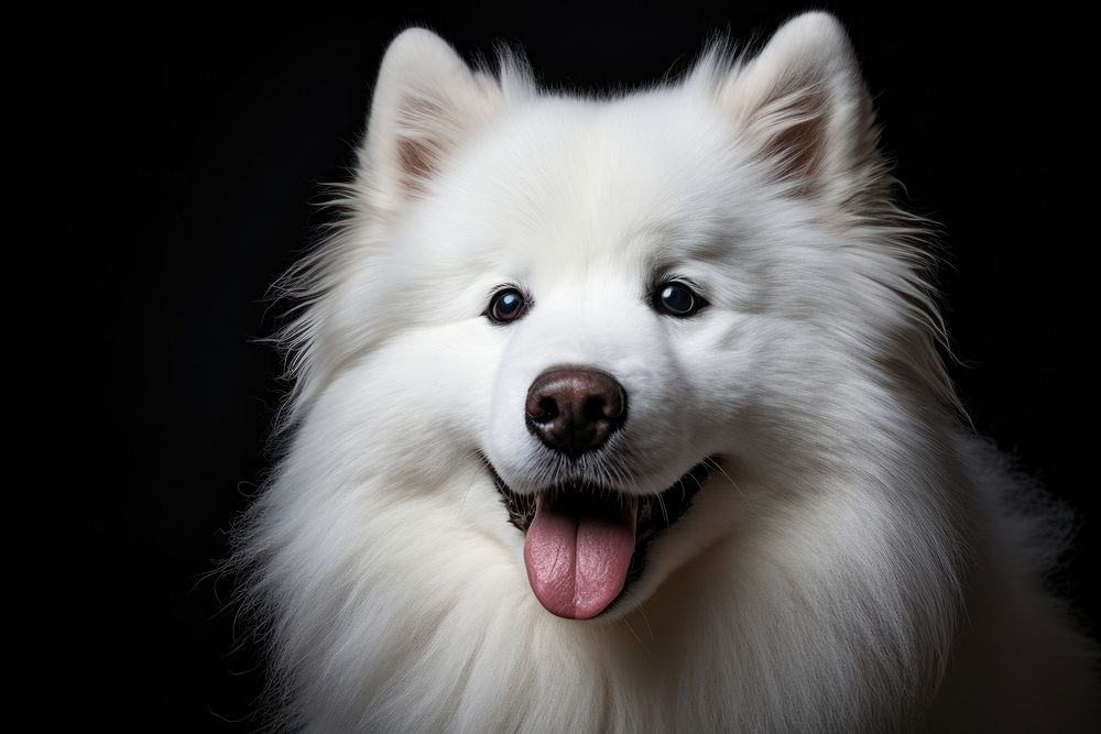 White samoyed dog portrait photo. 