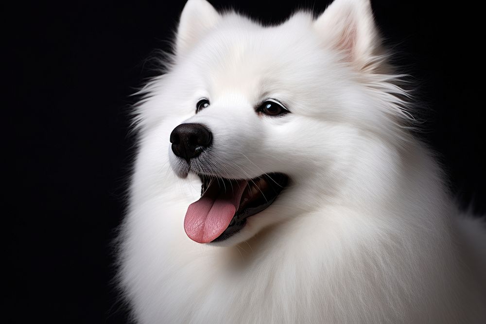 White samoyed dog portrait photo. AI generated image by rawpixel.