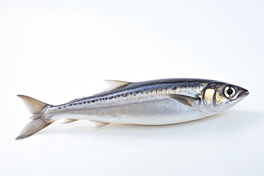 Fish sardine seafood animal. AI generated Image by rawpixel.