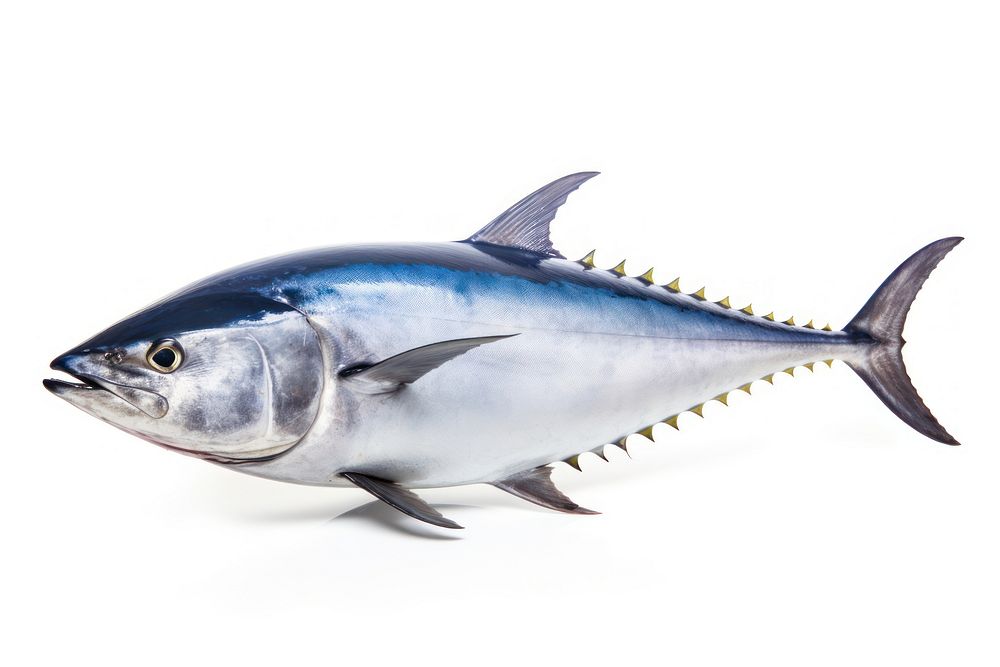 Tuna fish animal shark. AI generated Image by rawpixel.