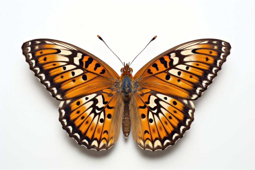 Butterfly animal insect white background. AI generated Image by rawpixel.