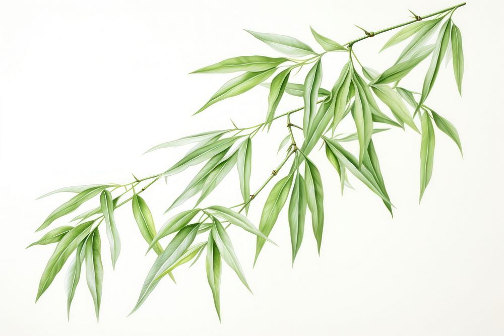 Bamboo tree plant leaf white background. 