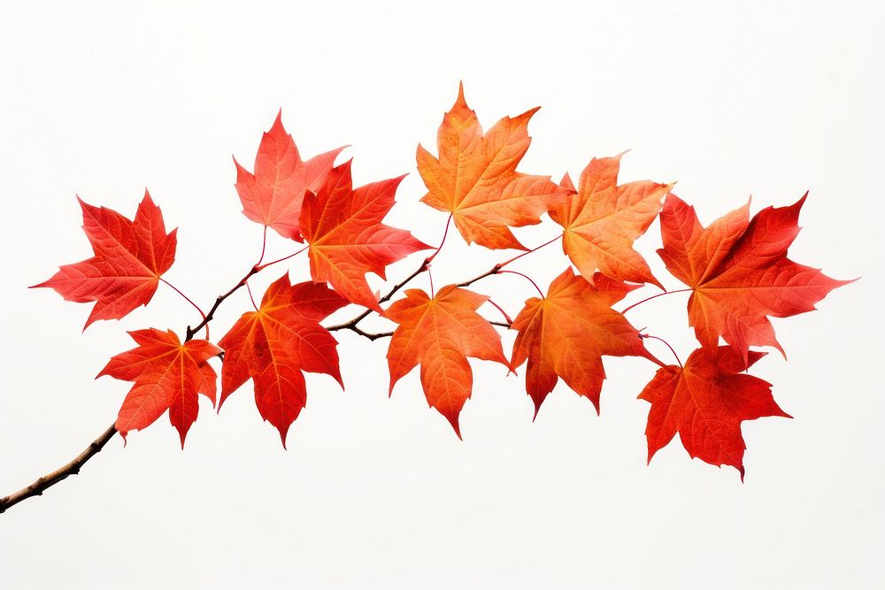 Autumn Leaves autumn leaves maple. AI generated Image by rawpixel.