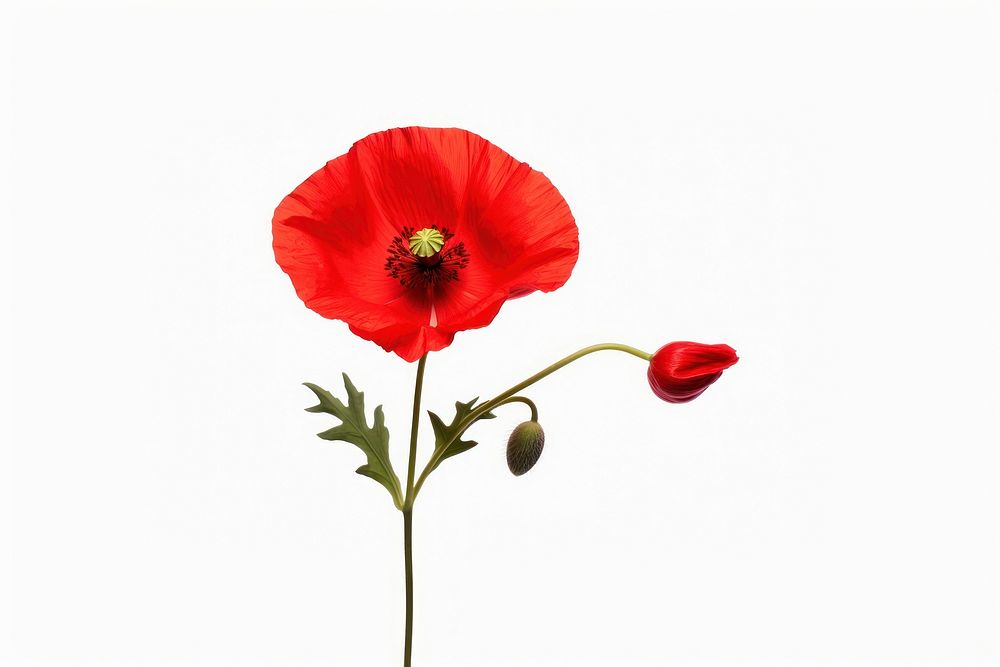 Red poppy flower petal plant. AI generated Image by rawpixel.