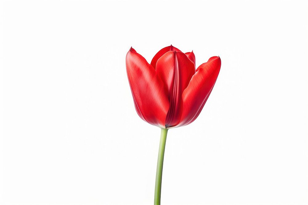 Red tulip flower plant white background. AI generated Image by rawpixel.