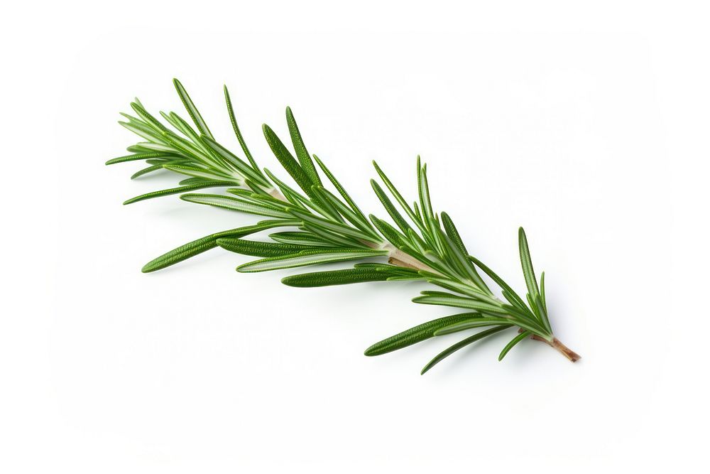 Rosemary plant herbs leaf. AI generated Image by rawpixel.