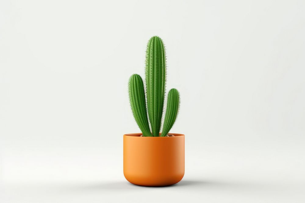 Cactus plant white background houseplant. 