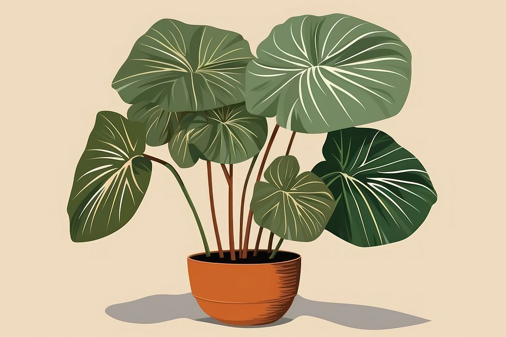 Alocasia longiloba plant leaf houseplant. AI generated Image by rawpixel.