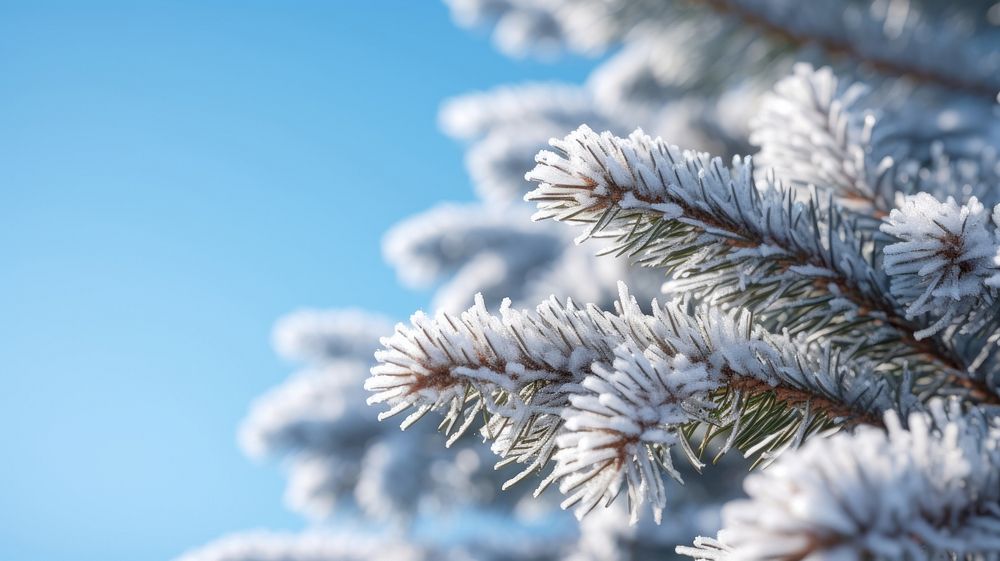 Tree snow christmas outdoors. AI generated Image by rawpixel.