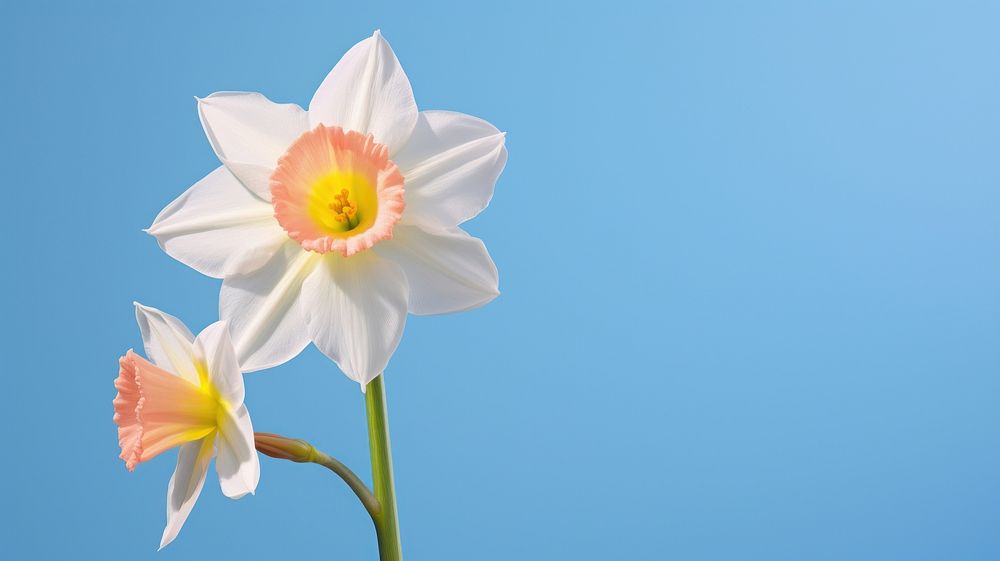 Daffodil blossom flower plant. AI generated Image by rawpixel.