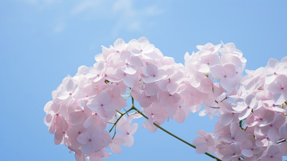 Hydrangea wallpaper sky outdoors blossom. | Premium Photo - rawpixel