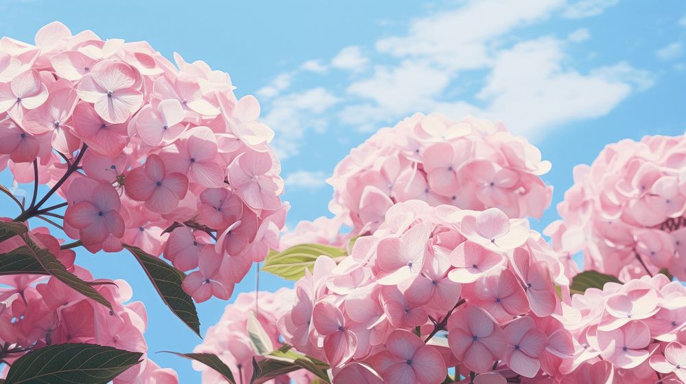 Hydrangea wallpaper sky outdoors blossom. AI generated Image by rawpixel.