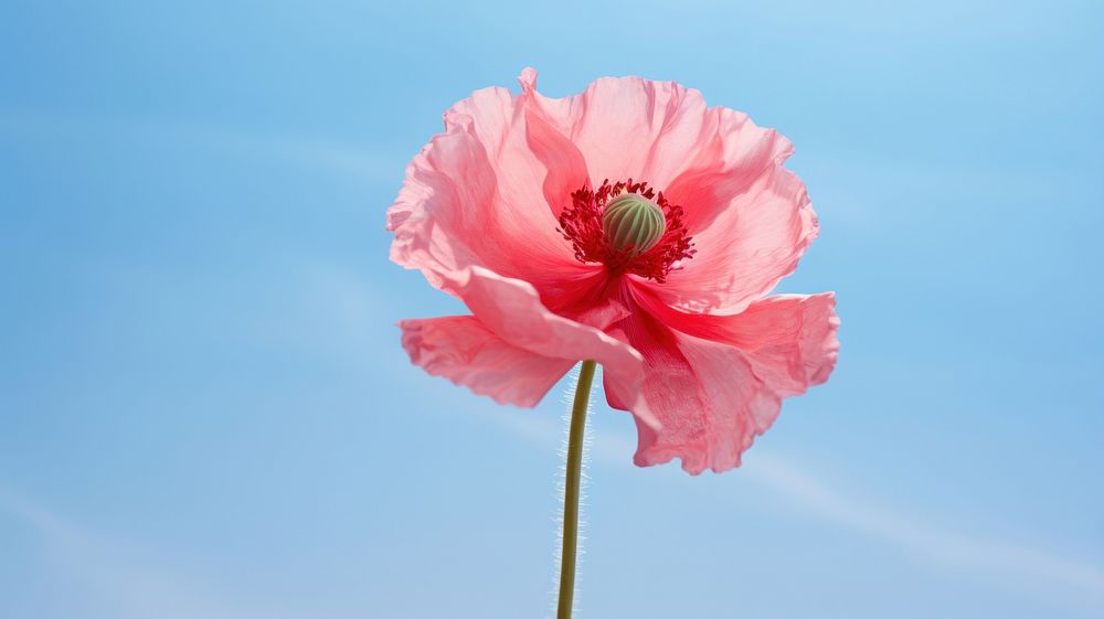 Poppy flower wallpaper blossom petal plant. 