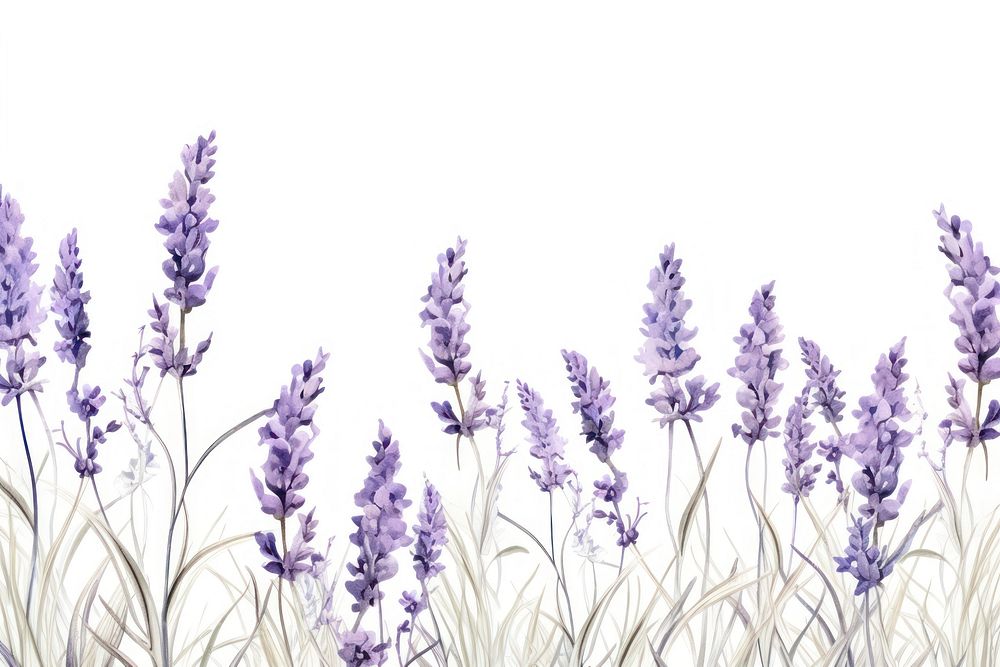 Lavender backgrounds blossom flower. 