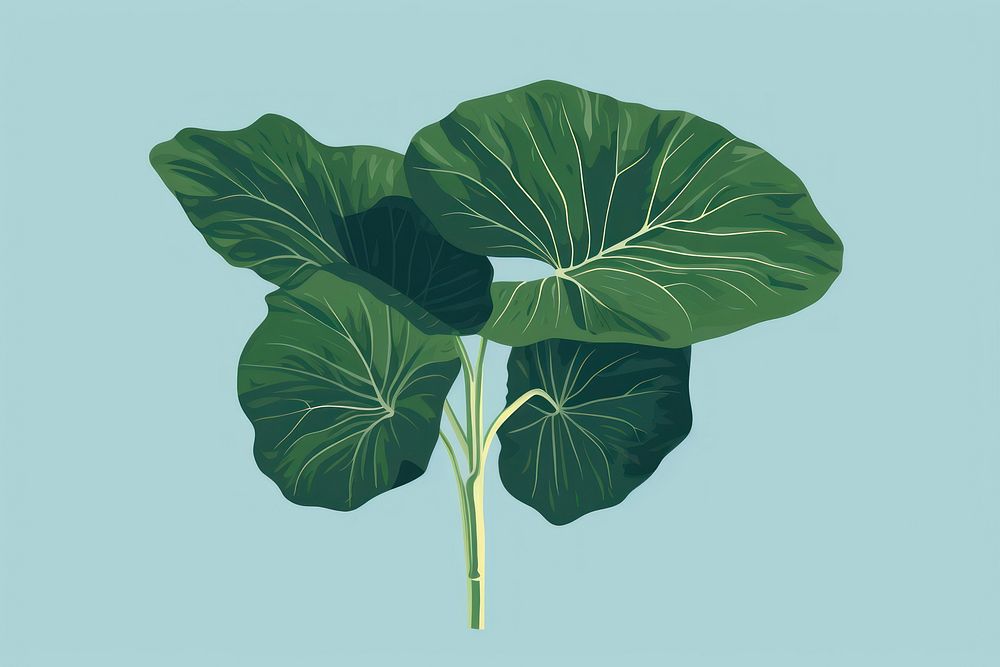 Alocasia longiloba vegetable plant leaf. AI generated Image by rawpixel.