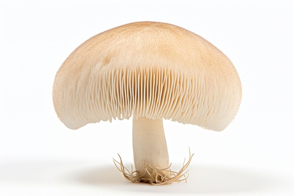 Puffball mushroom fungus plant white background. AI generated Image by rawpixel.