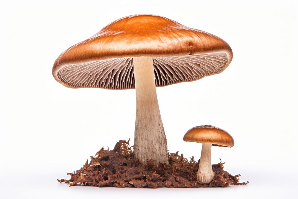Suillus mushroom fungus plant white background. AI generated Image by rawpixel.