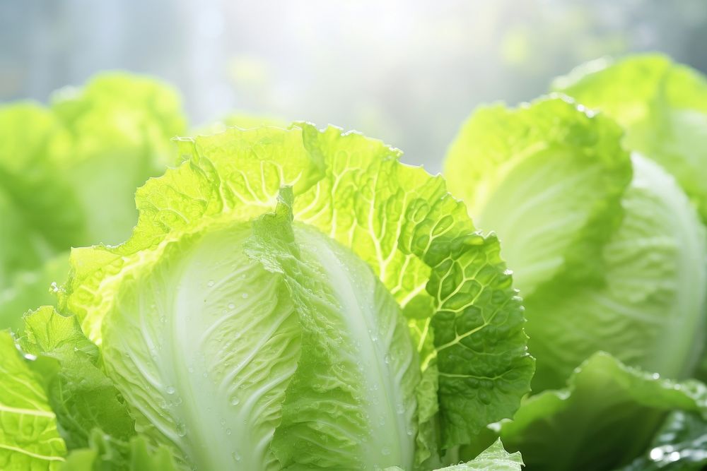 Fresh cabbage vegetable lettuce plant. AI generated Image by rawpixel.