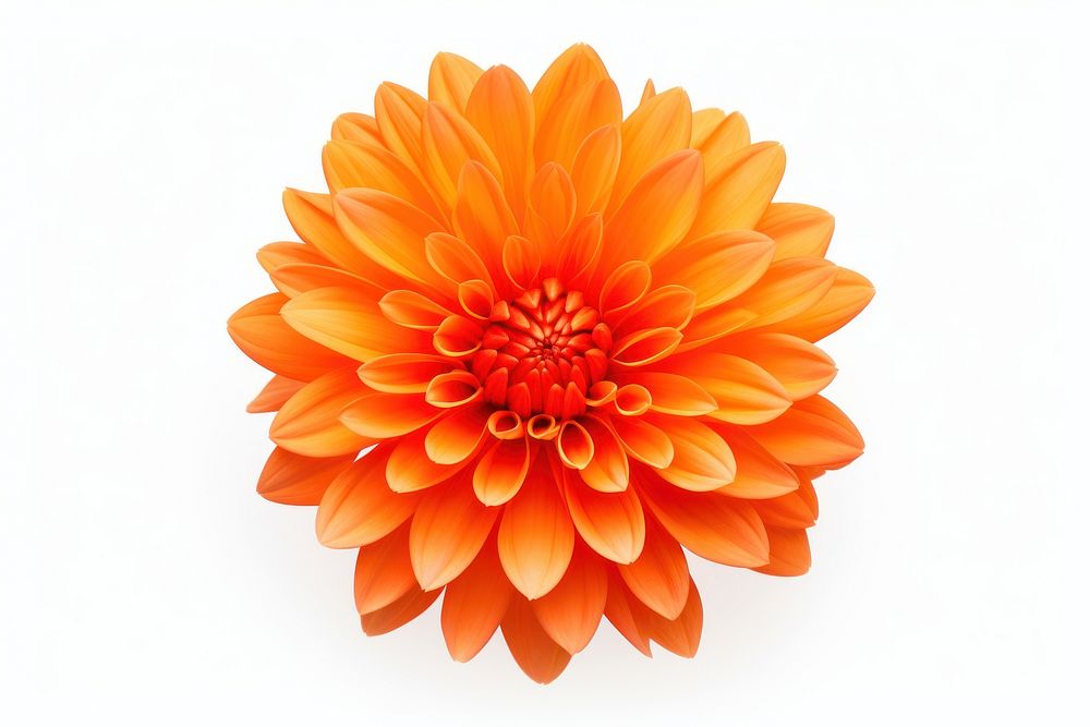 Orange flower dahlia petal plant. AI generated Image by rawpixel.