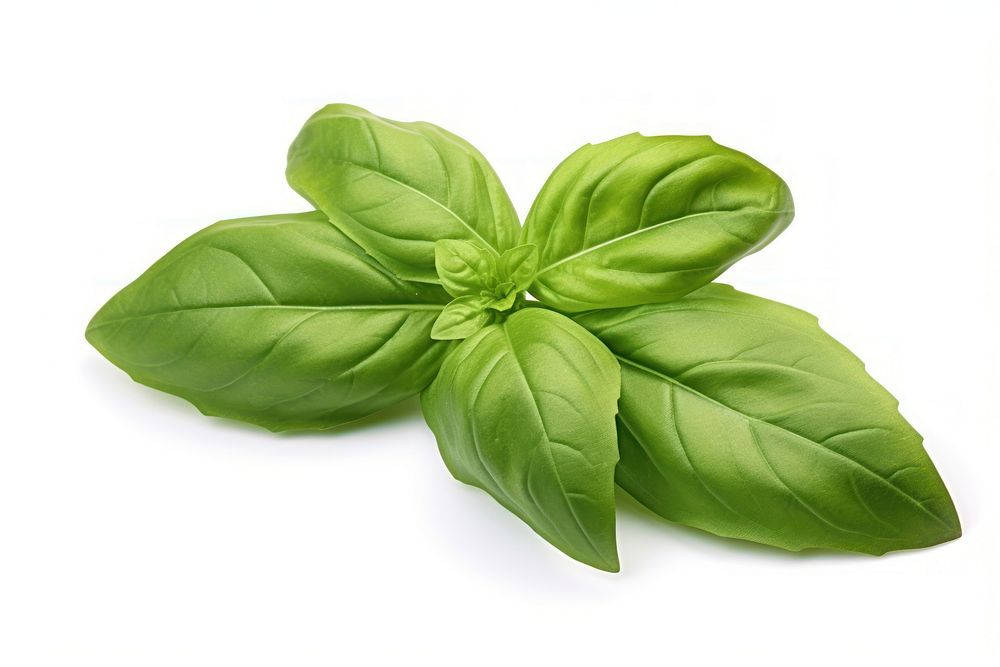 Fresh organic basil leave plant herbs food. AI generated Image by rawpixel.