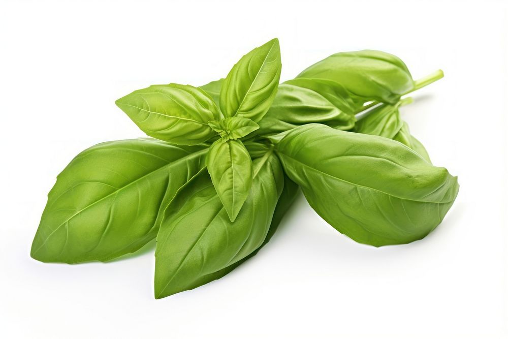 Fresh organic basil leaves vegetable plant herbs. AI generated Image by rawpixel.