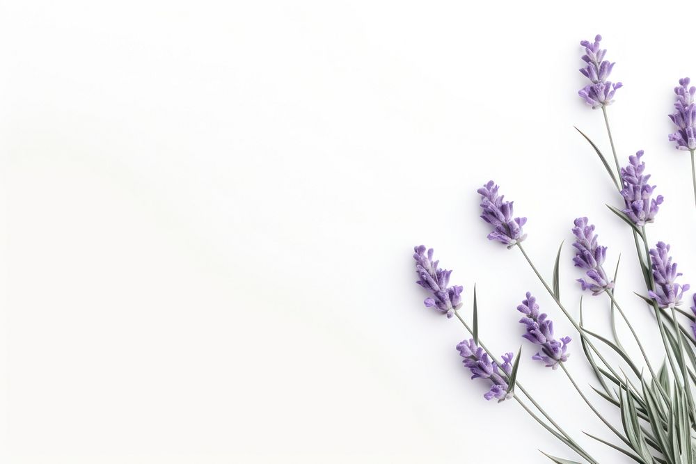 Lavender backgrounds blossom flower. AI generated Image by rawpixel.