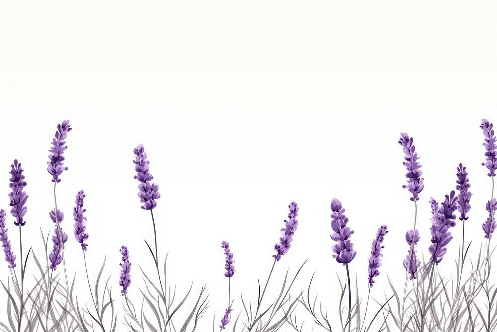 Lavender  flower plant. 