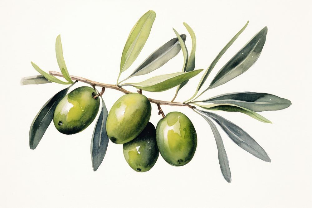 Olive plant leaf food. AI generated Image by rawpixel.