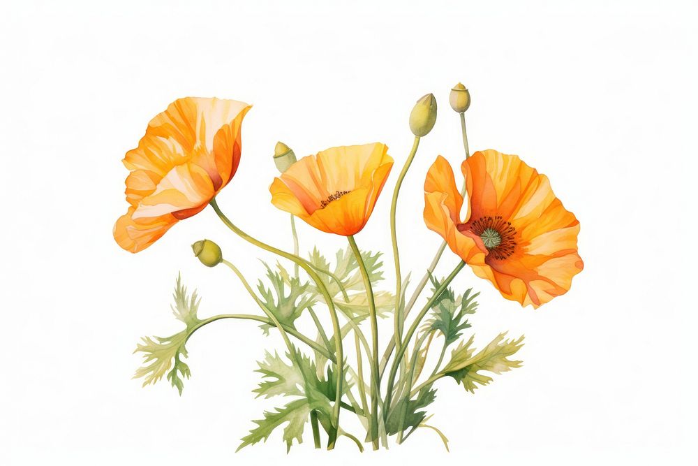 California poppy flower plant white background. AI generated Image by rawpixel.
