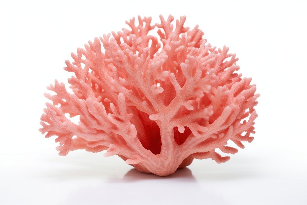 Coral nature sea white background. AI generated Image by rawpixel.