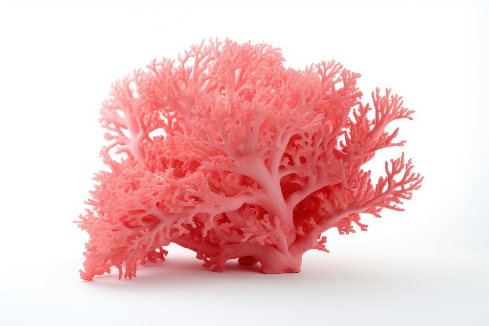Coral nature white background microbiology. AI generated Image by rawpixel.