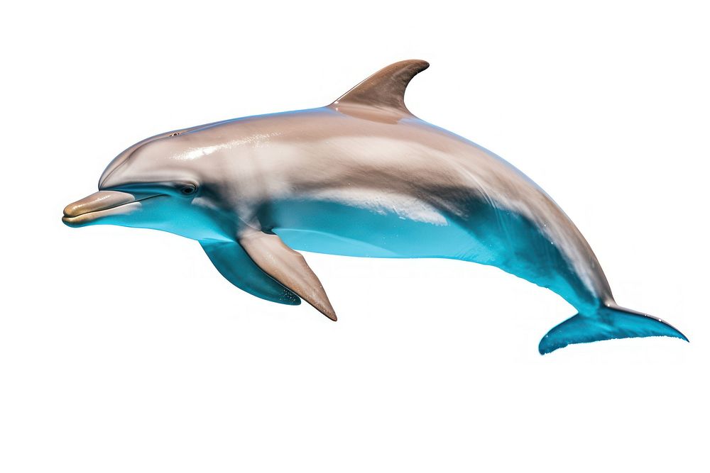 Dolphin swimming animal mammal. AI generated Image by rawpixel.