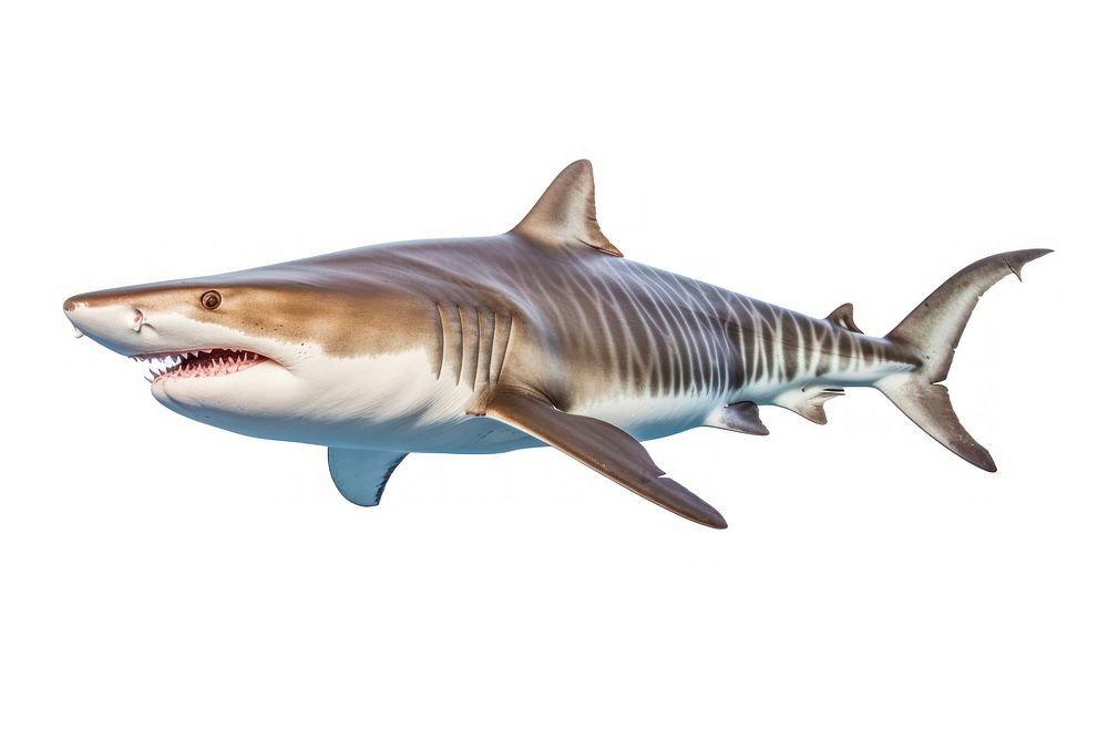 Tiger Shark shark underwater swimming. | Free Photo - rawpixel