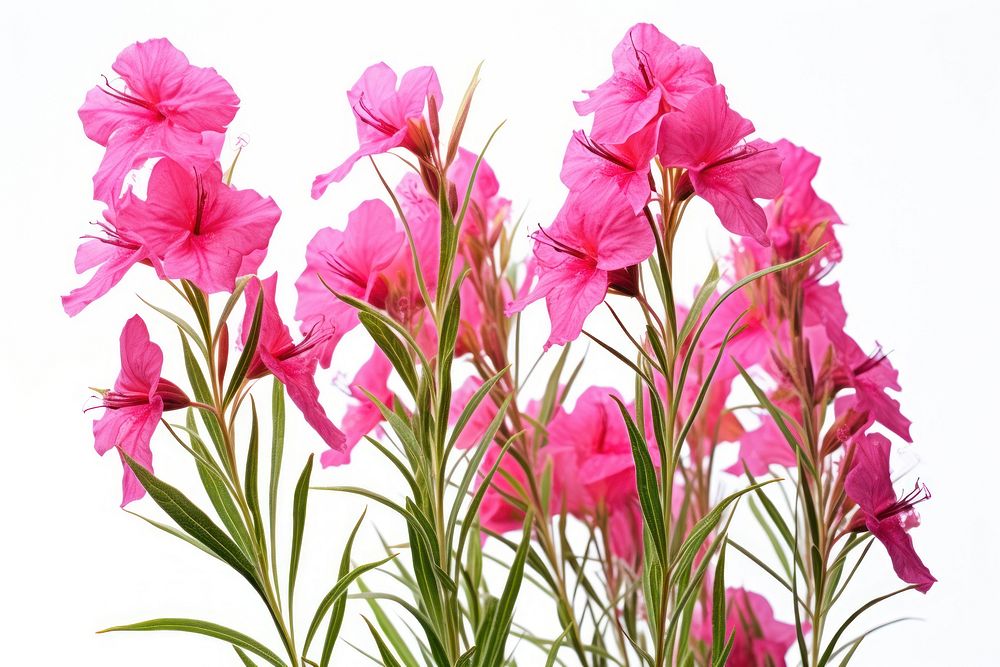 Fireweed flower gladiolus blossom. AI generated Image by rawpixel.