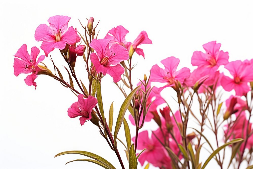 Fireweed flower blossom petal. AI generated Image by rawpixel.