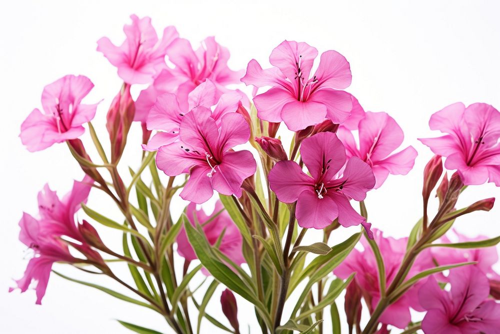 Fireweed flower blossom petal. AI generated Image by rawpixel.
