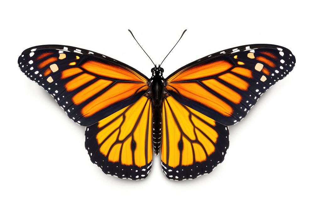 A monarch butterfly animal insect invertebrate. AI generated Image by rawpixel.