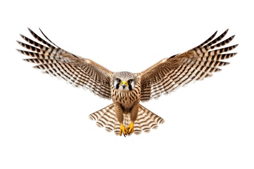 Flying kestral buzzard animal bird. AI generated Image by rawpixel.